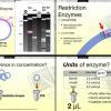 Recombinant DNA Techniques: PCR and Restriction Digests